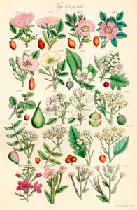 A British Wild Flowers színes illusztrációinak oldala J. E. Sowerby és C. P. Johnson műve után