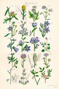 A British Wild Flowers színes illusztrációinak oldala J. E. Sowerby és C. P. Johnson műve után