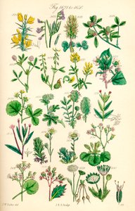 A British Wild Flowers színes illusztrációinak oldala J. E. Sowerby és C. P. Johnson műve után