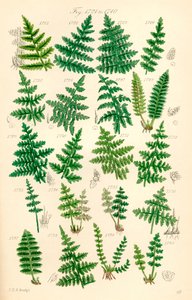 A British Wild Flowers színes illusztrációinak oldala J. E. Sowerby és C. P. Johnson műve után