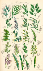 A British Wild Flowers színes illusztrációinak oldala J. E. Sowerby és C. P. Johnson műve után