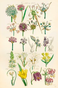 A British Wild Flowers színes illusztrációinak oldala J. E. Sowerby és C. P. Johnson műve után
