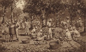 Kakaóhüvely törése Trinidadban (litho)