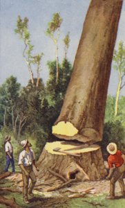 kauri fenyő kivágása (színes litó) alkotó: J. Macfarlane
