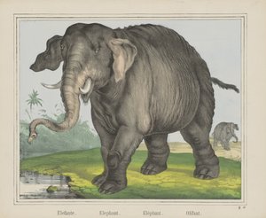 Elefánt. / Elefánt. / Elefánt. / Olifant (cím a tárgyon) alkotó: J. Scotti
