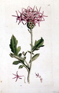 Great Knapweed, az "English Botany" kocsma kötetéből. 1790-1814 (kézzel színezett metszet) alkotó: J. and Smith J.E. Sowerby