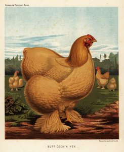 Buff cochin tyúk alkotó: J. W. (after) Ludlow