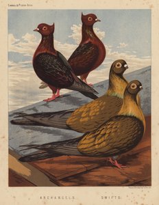 Galambok: Arkangyalok; Swifts (színes litó) alkotó: J. W. (after) Ludlow