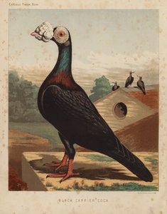 Galambok: Black Carrier Cock (színes litho)