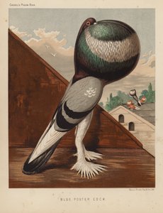 Galambok: Blue Pouter Cock (színes litho)