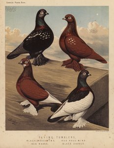 Galambok: Flying Tumblers, Black Rose-Wing, Red Rose-Wing, Red Badge, Black Saddle (színes litho) alkotó: J. W. (after) Ludlow
