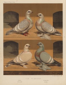 Galambok: jéggalambok, uráli, szibériai, ezüst, kék (színes litho)