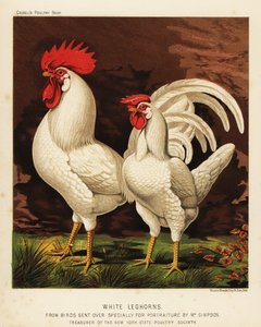 Fehér leghorn vagy Livorno kakas és tyúk