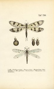  alkotó: J. W. Tenhaeff