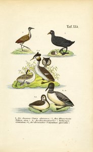 Vízi madarak a bölömbika, a tőkés rétihéja, a nagy kócsag és a gémfélékkel alkotó: J. W. Tenhaeff
