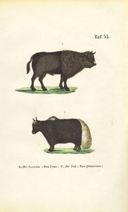 Aurochs és jak alkotó: J. W. Tenhaeff