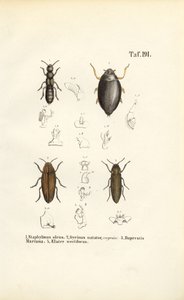  alkotó: J. W. Tenhaeff