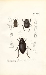  alkotó: J. W. Tenhaeff