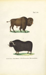  alkotó: J. W. Tenhaeff