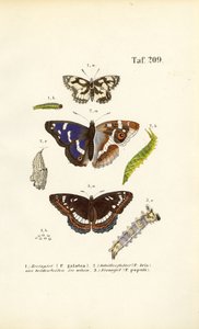 Pillangók hernyókkal és metamorfózist végző szakaszokkal alkotó: J. W. Tenhaeff