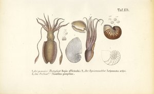  alkotó: J. W. Tenhaeff