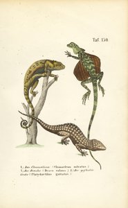 Kaméleon, repülő sárkány és tokaji gekkó alkotó: J. W. Tenhaeff