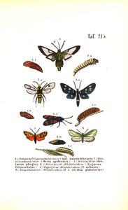  alkotó: J. W. Tenhaeff