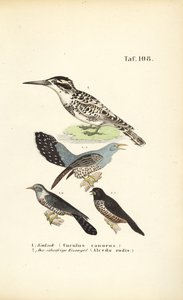  alkotó: J. W. Tenhaeff