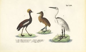 Daruk és kócsagok alkotó: J. W. Tenhaeff