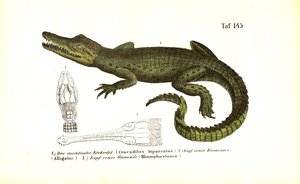 Krokodilok: Ázsiai krokodil és összehasonlító koponya anatómia alkotó: J. W. Tenhaeff
