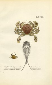  alkotó: J. W. Tenhaeff