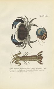 Különböző tengeri rákfélék alkotó: J. W. Tenhaeff