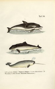 Delfinek és narválok alkotó: J. W. Tenhaeff