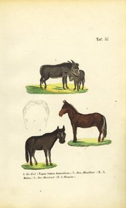  alkotó: J. W. Tenhaeff