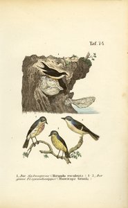 Ehető fészkű fecske és foltos légykapó alkotó: J. W. Tenhaeff