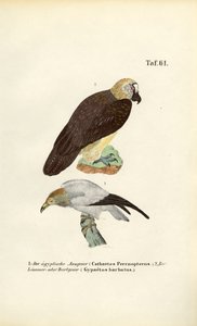 alkotó: J. W. Tenhaeff