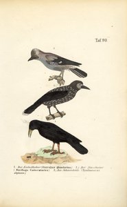 alkotó: J. W. Tenhaeff