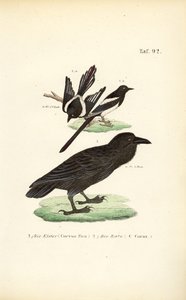  alkotó: J. W. Tenhaeff