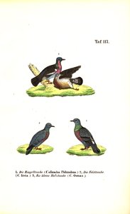 Európai vadgalambok alkotó: J. W. Tenhaeff