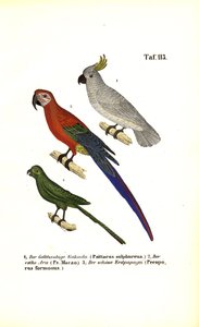 Egzotikus papagáj fajok alkotó: J. W. Tenhaeff
