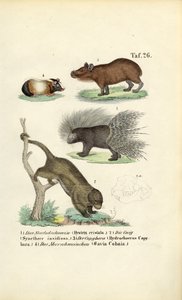 Egzotikus rágcsálók alkotó: J. W. Tenhaeff