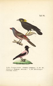  alkotó: J. W. Tenhaeff