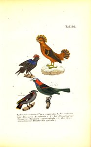  alkotó: J. W. Tenhaeff