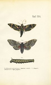 Egzotikus és őshonos sólyommolyok alkotó: J. W. Tenhaeff