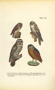  alkotó: J. W. Tenhaeff