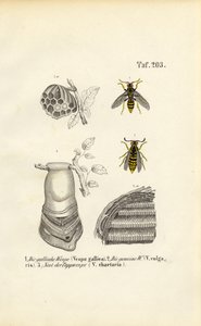 alkotó: J. W. Tenhaeff