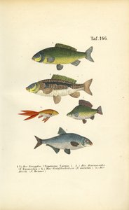 Édesvízi halak a pontyfélék családjából alkotó: J. W. Tenhaeff