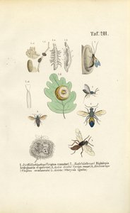  alkotó: J. W. Tenhaeff