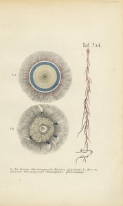 Óriás kék gomb és vörös gyökér medúza alkotó: J. W. Tenhaeff