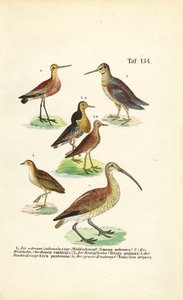 Godwits, Ruff és Curlews alkotó: J. W. Tenhaeff